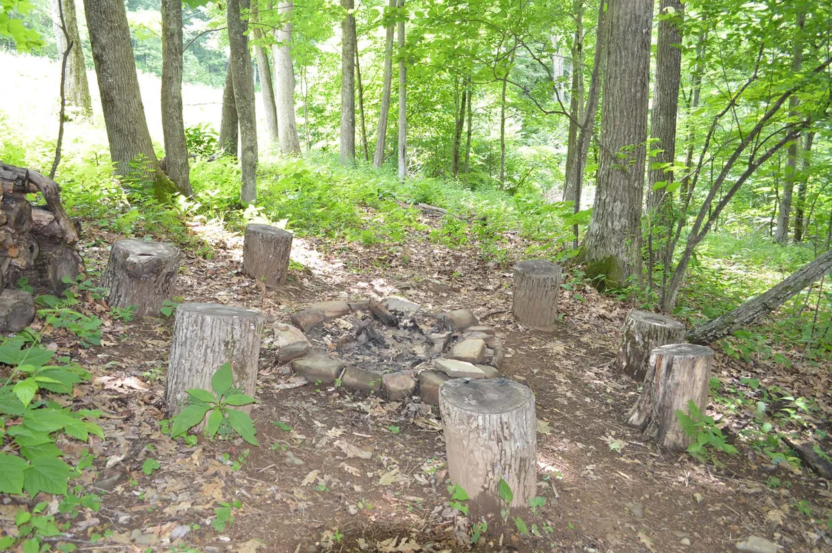 An outdoor scene featuring a rustic campfire pit with stump seating, set amid abundant greenery. This communal spot encourages stargazing, storytelling, and enjoying cool mountain evenings in the company of loved ones or pets.